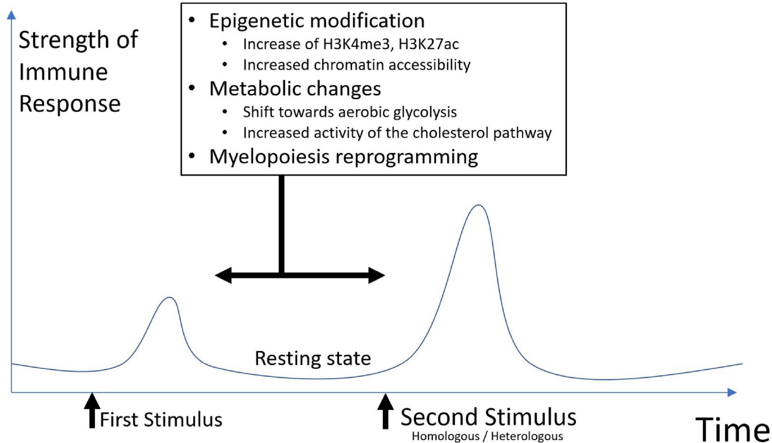 Trained immunity as a possible newcomer in autoinflammatory and autoimmune diseases pathophysiology